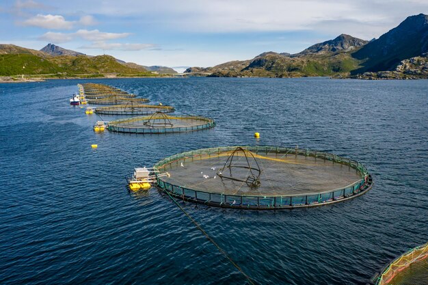 Норвегия является крупнейшим производителем лосося на фермах