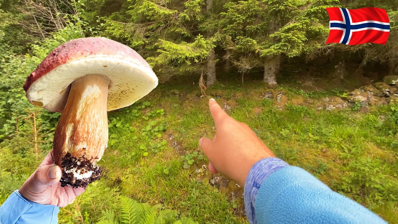 изобилие грибов в Норвегии