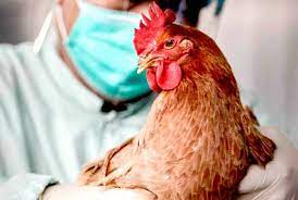 Вспышка птичьего гриппа в Рогаланде