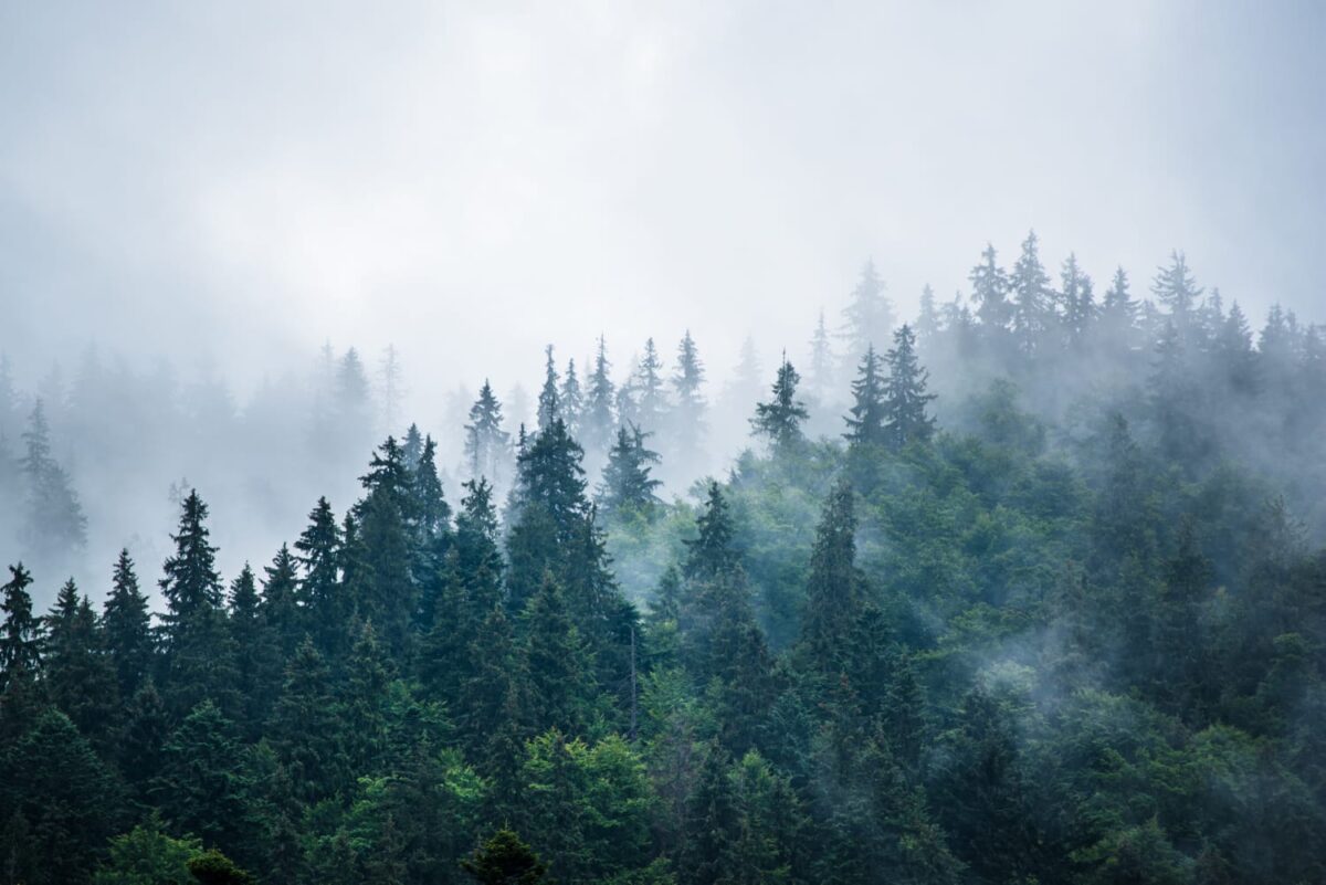 Норвежские леса подходят для вырубки с учетом климатических условий