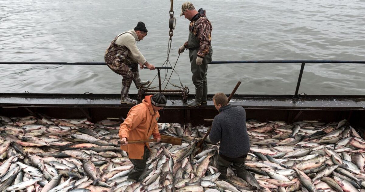 Рыболовецкая компания оштрафована на 112 900 крон за чрезмерную загрузку рыбы на норвежско-финишной границе
