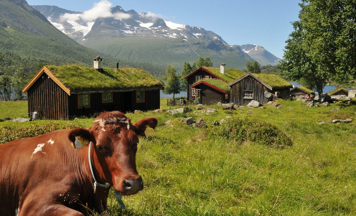 Норвежское государство и фермеры