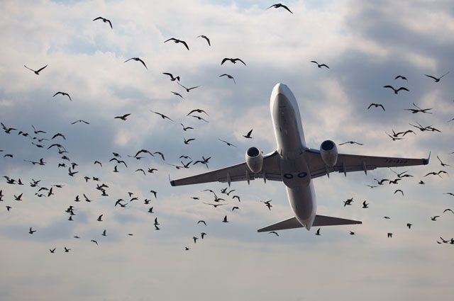 Удары птиц вынудили два самолета SAS повернуть назад