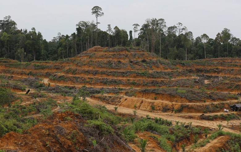 Усилия Норвегии по пресечению вырубки лесов в Индонезии