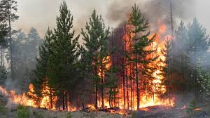 В северных графствах объявлено предупреждение о лесных пожарах