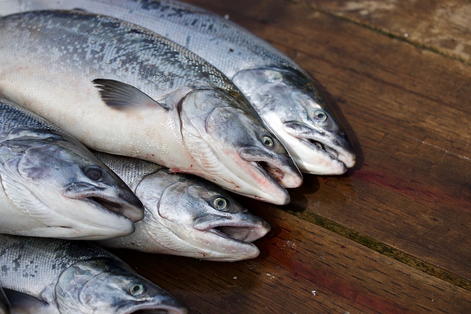 Падение цен на лосося привело к снижению доходов норвежских рыбоводов
